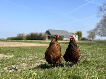 Jonge tamme Wyandotte kippen gesekst + ingeënt beschikbaar voor biedingen