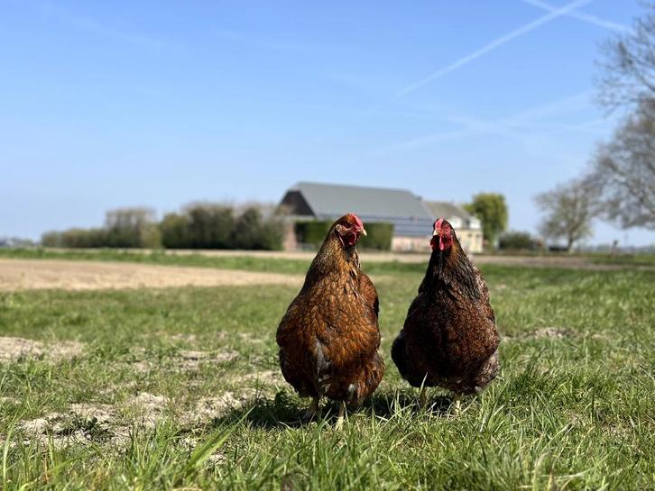 Jonge tamme Wyandotte kippen gesekst + ingeënt, Dieren en Toebehoren, Pluimvee, Kip, Vrouwelijk
