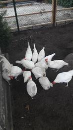 7witte leghorn met haan, Dieren en Toebehoren, Pluimvee