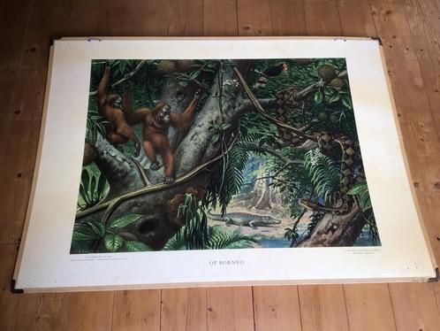 Oude schoolplaat “Op Borneo”, Antiek en Kunst, Antiek | Schoolplaten, Natuur en Biologie, Ophalen