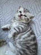 Britse korthaar kittens van de Whiskas reclame  silvertabby, Meerdere dieren, Gechipt, 0 tot 2 jaar