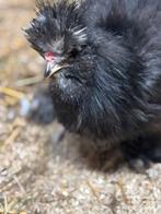 USA zijdehoen haan zwart, Mannelijk, Kip