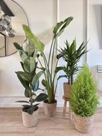 Black Friday Deal - 4 for 120, In pot, Minder dan 100 cm, Groene kamerplant, Halfschaduw