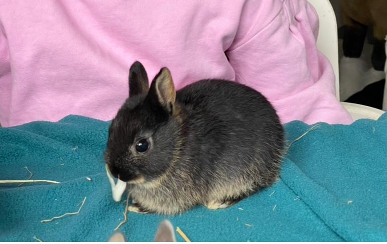 3 leuke kleurdwergjes zwartotter, haaskleur en wildkleur, Dieren en Toebehoren, Konijnen, Dwerg, Meerdere dieren