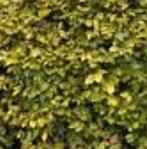 Beukenhaag 3 meter - Gratis!, Tuin en Terras, Ophalen, Beukenhaag, Haag, 250 cm of meer