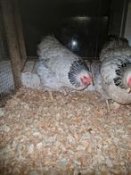 Legkippen van het ras wyandotte, Dieren en Toebehoren, Vrouwelijk, Kip