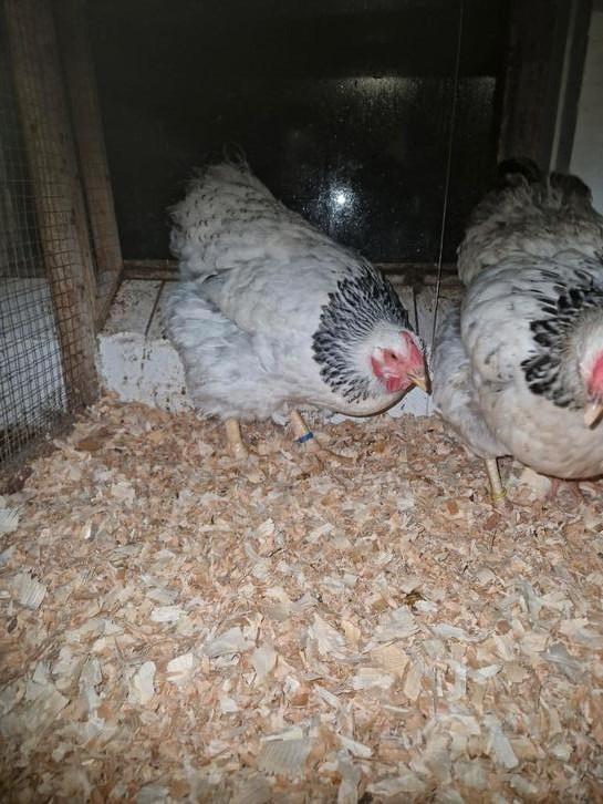 Legkippen van het ras wyandotte, Dieren en Toebehoren, Pluimvee, Kip, Vrouwelijk