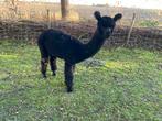 Prachtige zwarte Alpacahengst en merrie‼️, Dieren en Toebehoren, Mei, Meerdere dieren