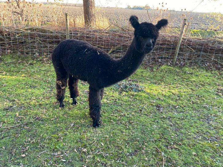 Prachtige zwarte Alpacahengst en merrie‼️, Dieren en Toebehoren, Overige Dieren, Meerdere dieren, Mei