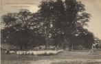 PUTTEN, Schapen bij het Uddelermeer (1910s) Ansichtkaart, Ophalen of Verzenden, Voor 1920, Ongelopen, Gelderland