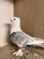 Oosterse meeuwen, Dieren en Toebehoren, Vogels | Duiven, Meerdere dieren, Overige soorten