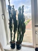 Euphorbia kamerplant 85 cm hoog (2 stuks), Huis en Inrichting, Kamerplanten, Ophalen, Halfschaduw, Cactus, Minder dan 100 cm