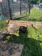Hollandse krielen, Dieren en Toebehoren, Pluimvee, Meerdere dieren, Kip