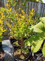 Lagerstroemia, Indische sering, botanische tuin, Ophalen, Zomer, Overige soorten, Volle zon