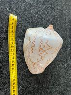 Zeldzame Voluta Nobilus Schelp, Ophalen of Verzenden, Schelp(en)