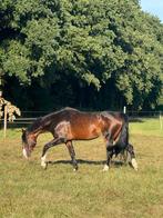 10 - 12 stallen te huur gezocht in Gelderland/Overijssel, Weidegang, 4 paarden of pony's of meer
