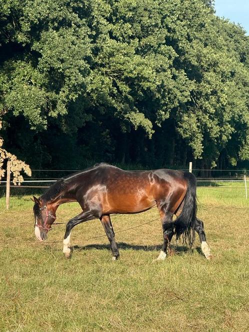 6 of meer stallen te huur gezocht in Gelderland/Overijssel, Dieren en Toebehoren, Stalling en Weidegang, Stalling, Weidegang, Toebehoren