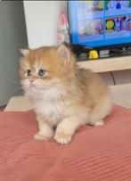 Kitten for Sale BLH