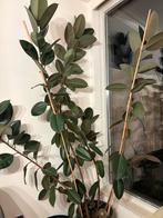 Rubberplant (Ficus Elastica) 300cm met 3 stammen huiskamer, Huis en Inrichting, Kamerplanten, Ophalen, Ficus, Halfschaduw, In pot