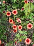 Zadeb potentilla mrs willmott, Verzenden, Volle zon