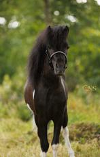 AMHA NMPRS 4 jarige hengst -  zwart bont - Zadelmak!, Dieren en Toebehoren, Pony's, Gechipt, A pony (tot 1.17m), 3 tot 6 jaar