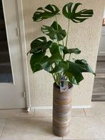 Monstera Kamerplant compleet met hoge Rotan Pot, Ophalen, 100 tot 150 cm, Overige soorten, Halfschaduw