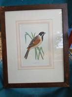 Antieke.gekleurde Litho "Mapsh Bunting, Rietgors", Antiek en Kunst, Ophalen of Verzenden