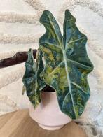 Alocasia pseudo sanderiana aurea variegata knol, Ophalen of Verzenden, Overige soorten, Minder dan 100 cm