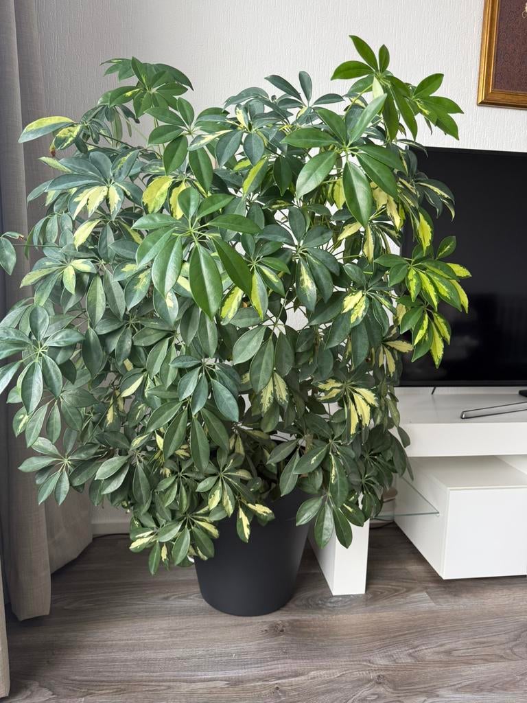 Schefflera arboricola, Ophalen, Zo goed als nieuw