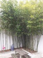 BAMBOE PLANTEN alle soorten en maten altijd voordelig, Tuin en Terras, Planten | Tuinplanten, Vaste plant, Bloeit niet, Halfschaduw