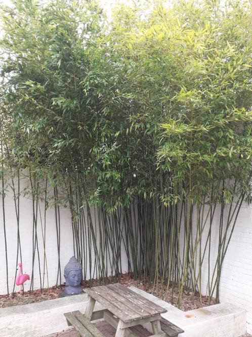 BAMBOE PLANTEN alle soorten en maten altijd voordelig, Tuin en Terras, Planten | Tuinplanten, Vaste plant, Overige soorten, Halfschaduw