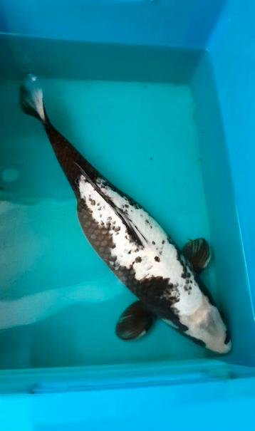 Koi karper 40cm beschikbaar voor biedingen