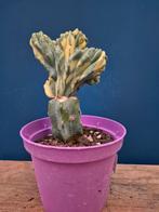 Myrtillocactus Variegata F Cristata p10 (1)