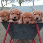 Labradorpups fox-red, Dieren en Toebehoren, 8 tot 15 weken, Labrador retriever, Meerdere, Meerdere dieren