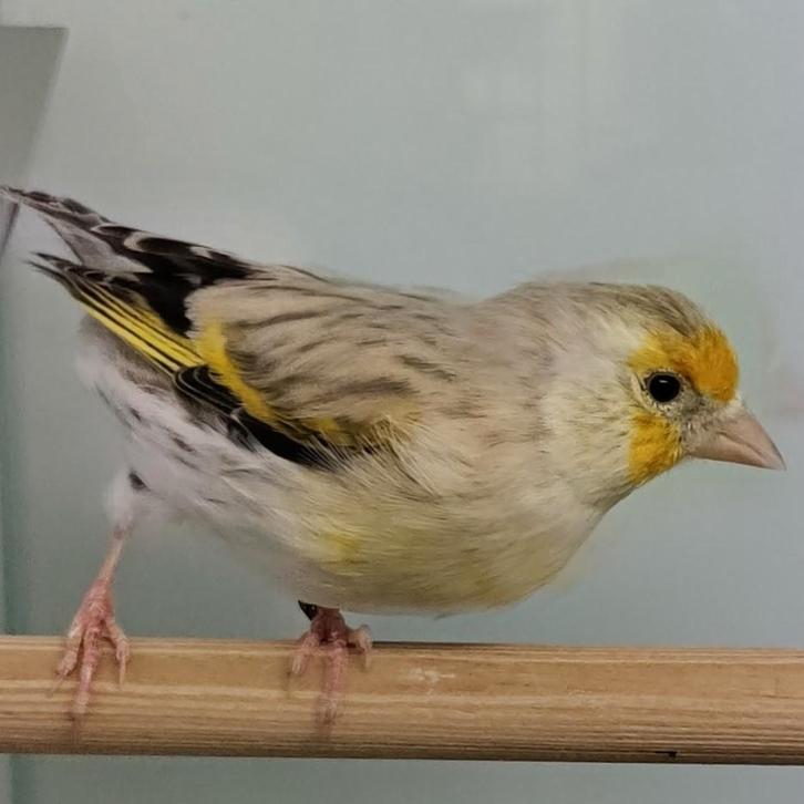 Card. carduelis x serinus canaria, Dieren en Toebehoren, Vogels | Kanaries
