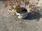 Bloempot steen voor buiten incl. Plant, Tuin en Terras, Bloempotten, Ophalen, Gebruikt, 40 cm of meer, Tuin