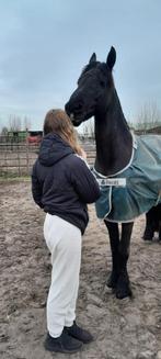 Verzorg paard/pony gezocht!, Dieren en Toebehoren, Ophalen of Verzenden, Zo goed als nieuw