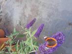 Vlinderstruiken buddleja dav black knight, Tuin en Terras, Planten | Tuinplanten, Ophalen, Zomer, Overige soorten, Volle zon