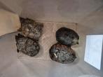 Kweekgroep muskus schildpadden 1.3, Dieren en Toebehoren, Schildpad, 0 tot 2 jaar