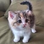Britse kitten poesje MAG NU WEG gevaccineerd gechipt, Dieren en Toebehoren, Katten en Kittens | Raskatten | Korthaar, Poes, Gechipt