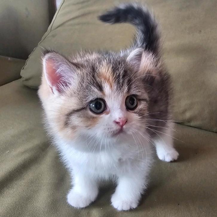 Britse kitten poesje MAG NU WEG gevaccineerd gechipt, Dieren en Toebehoren, Katten en Kittens | Raskatten | Korthaar, Poes, 0 tot 2 jaar
