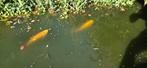 Goudwindes en goudkarpers te koop, Dieren en Toebehoren, Karper of Koi