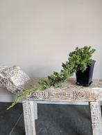 Juniperus Bonsai, Ophalen of Verzenden, Bloeit niet, Overige soorten, Minder dan 100 cm