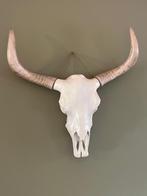 Schedel longhorn, Ophalen, Zo goed als nieuw