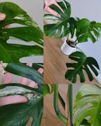 Monstera variegata, Huis en Inrichting, Ophalen, Halfschaduw, Minder dan 100 cm