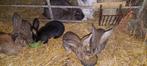 Vlaamse reuzen, Dieren en Toebehoren, Ophalen of Verzenden, Kooi