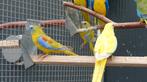 Cinnamon Turquoisine, Dieren en Toebehoren, Vogels | Parkieten en Papegaaien, Meerdere dieren, Parkiet, Geringd