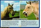 Ansichtkaart	Paarden	Een open gesprek, Verzamelen, Ansichtkaarten | Dieren, Verzenden, 1960 tot 1980, Gelopen, Paard