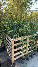 Hedera super nette planten goed vertakt superprijs  2,95, Tuin en Terras, Ophalen, Vaste plant, Bloeit niet, Halfschaduw