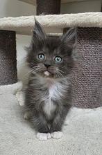 Maine coon kitten, Dieren en Toebehoren, Katten en Kittens | Raskatten | Langhaar, Poes, Gechipt, 0 tot 2 jaar